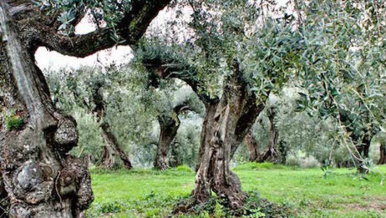 olio