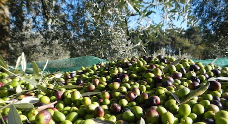 olio