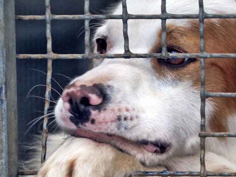 Italia pet friendly. Eppure, ogni ora viene consumato un reato ai danni di animali