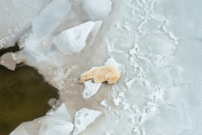 Giornata mondiale dell’ambiente. Tutti i messaggi di allarme del Pianeta