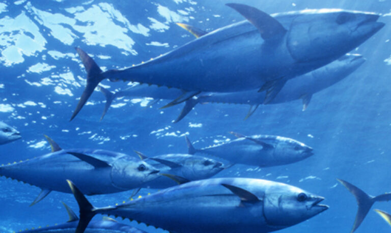 Tonno rosso: creare una filiera 100% Made in Italy