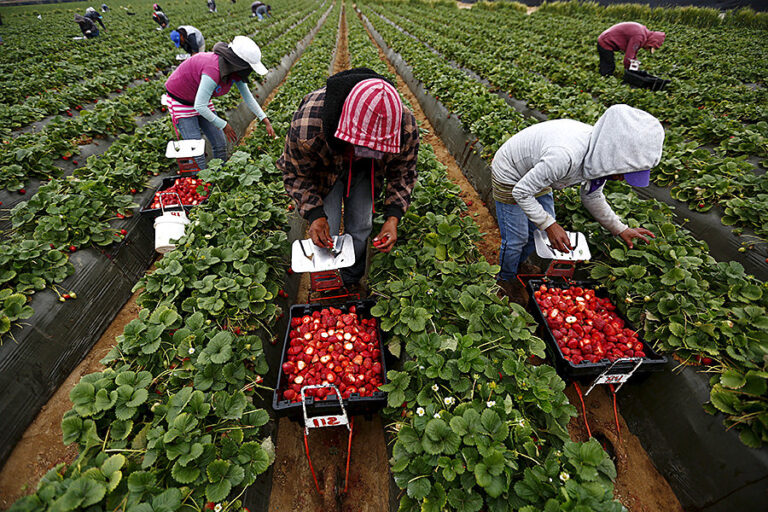 Lavoro e nuove schiavitù: sradicare il “caporalato” dai nostri campi