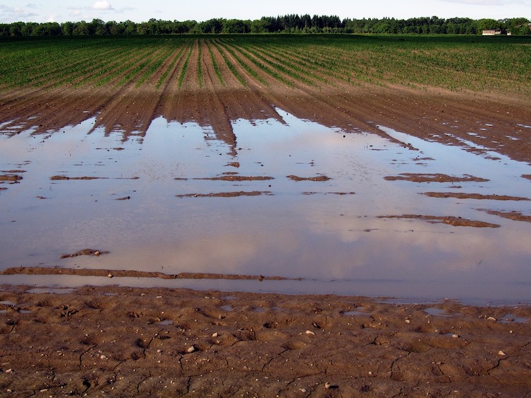 agricoltura