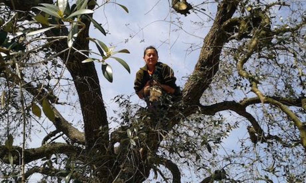 xylella